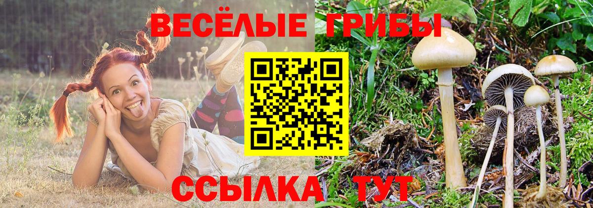 Псилоцибиновые грибы Psilocybe  Вход с VPN  где продают наркотики  Мурманск  Псилоцибиновые грибы MAGIC MUSHROOMS 